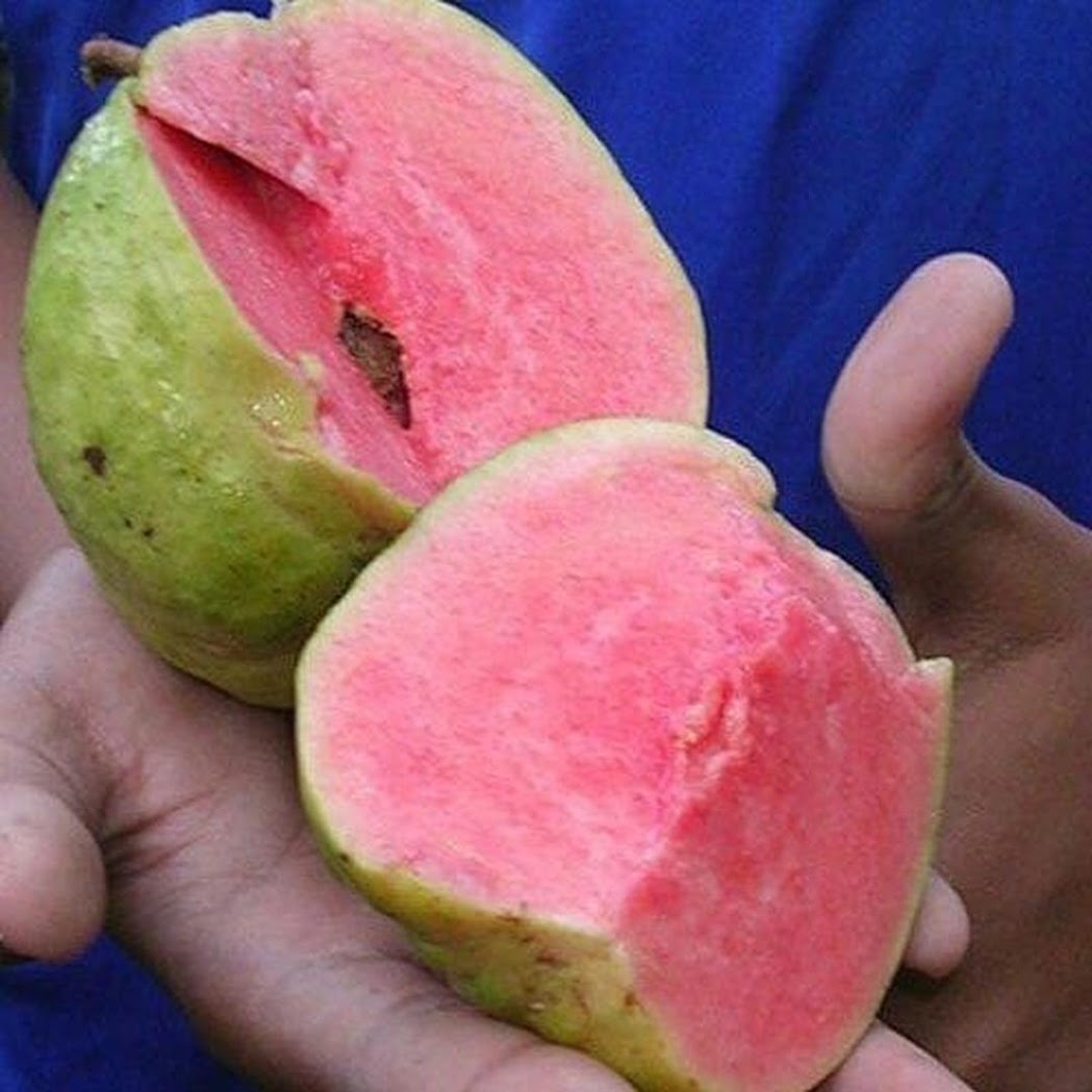 Gambar Produk bibit tanaman buah jambu merah tanpa biji Kalimantan Utara