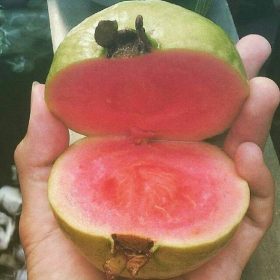 bibit tanaman buah jambu sukun merah Kediri