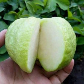 bibit tanaman buah jambu sukun non biji Jawa Barat