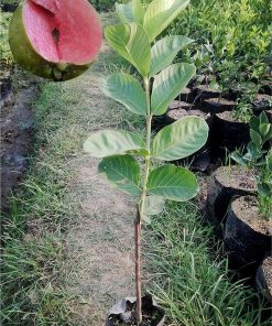bibit tanaman buah jambu sukun non biji Jawa Tengah