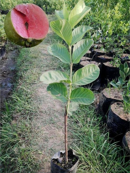 bibit tanaman buah jambu sukun non biji Jawa Tengah