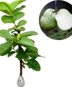 bibit tanaman buah jambu sukun putih 60 cm Manado