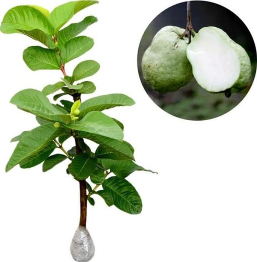 bibit tanaman buah jambu sukun putih 60 cm Manado
