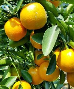 bibit tanaman buah jeruk chokun Banten
