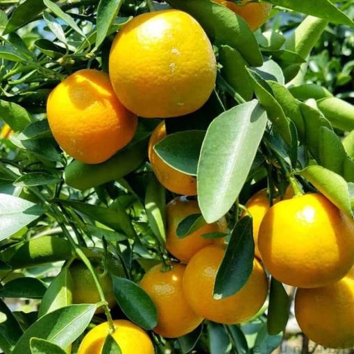 bibit tanaman buah jeruk chokun Banten