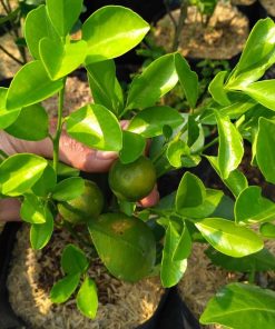 bibit tanaman buah jeruk kasturi Riau