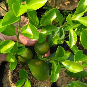 bibit tanaman buah jeruk kasturi Riau