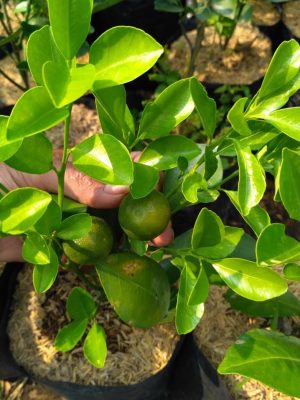 bibit tanaman buah jeruk kasturi Riau