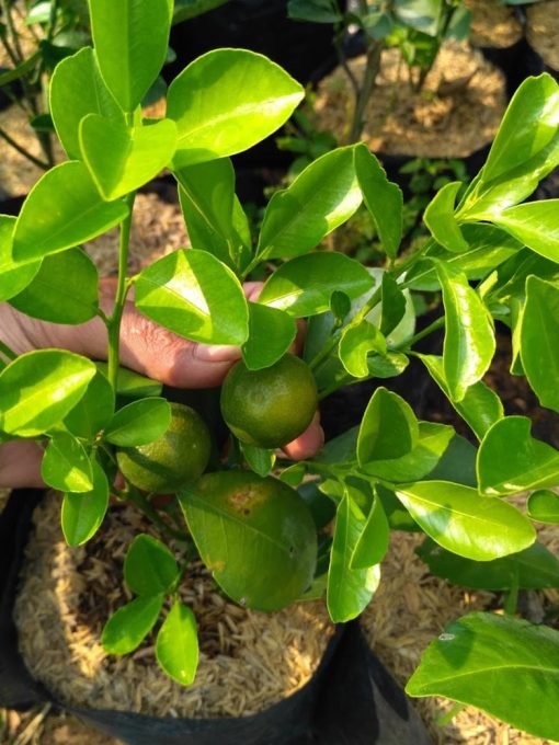 bibit tanaman buah jeruk kasturi Riau