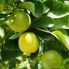 bibit tanaman buah jeruk lemon import Tanjungpinang