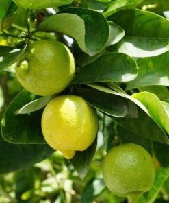 bibit tanaman buah jeruk lemon import Tanjungpinang