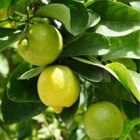bibit tanaman buah jeruk lemon import Tanjungpinang