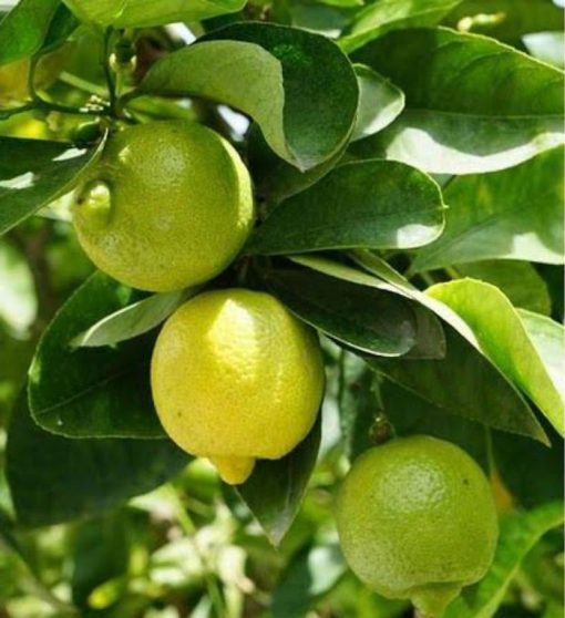 bibit tanaman buah jeruk lemon import Tanjungpinang