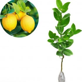 bibit tanaman buah jeruk lemon tea Maluku