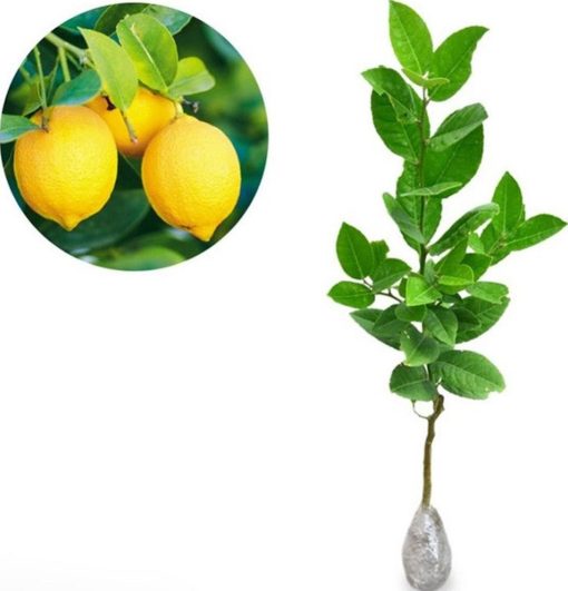bibit tanaman buah jeruk lemon tea Maluku