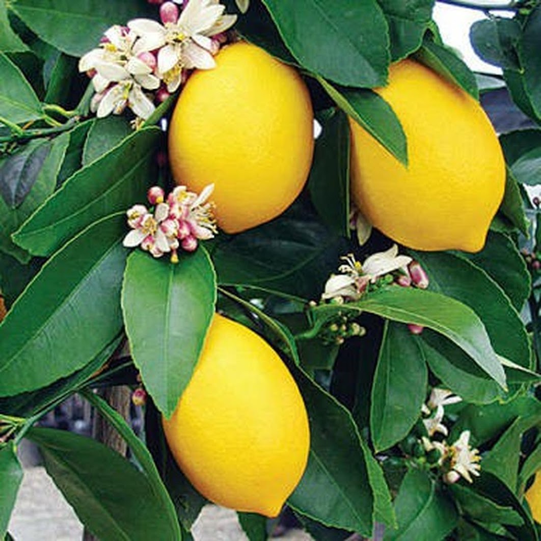 Gambar Produk bibit tanaman buah jeruk lemon tea Sukabumi
