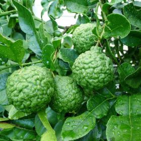 bibit tanaman buah jeruk purut Jakarta