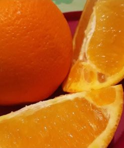 bibit tanaman buah jeruk sunkist navel Jawa Timur