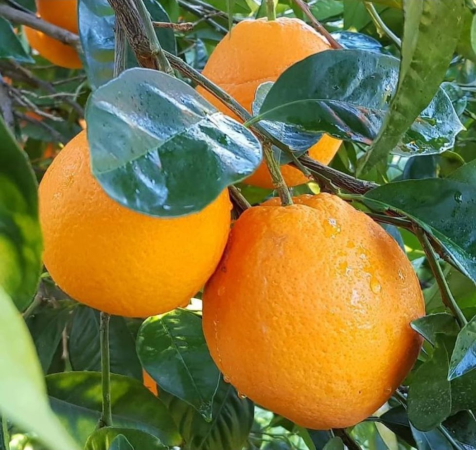 Gambar Produk bibit tanaman buah jeruk sunkist navel Sukabumi