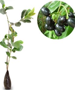 bibit tanaman buah juwet jamblang hitam Jawa Timur