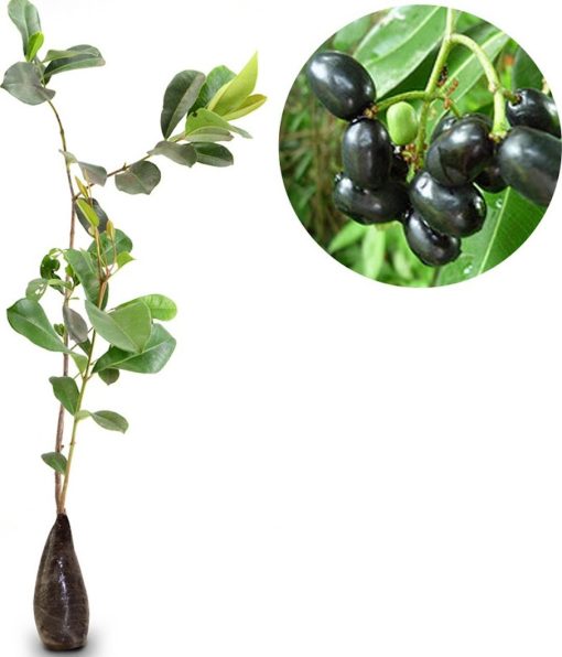 bibit tanaman buah juwet jamblang hitam Jawa Timur