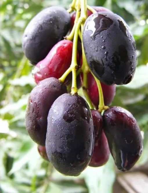 bibit tanaman buah juwet jamblang hitam Sulawesi Selatan
