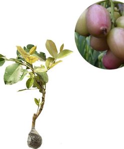 bibit tanaman buah juwet putih jamblang Jawa Timur