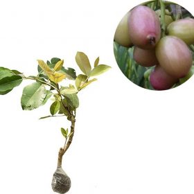 bibit tanaman buah juwet putih jamblang Jawa Timur