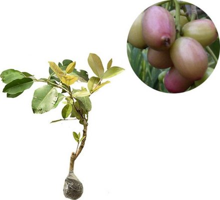 bibit tanaman buah juwet putih jamblang Jawa Timur