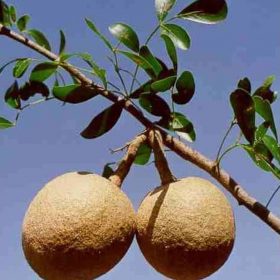 bibit tanaman buah kawista batu promo Jambi