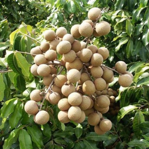bibit tanaman buah kelengkeng diamond river unggul varietas dijamin asli dan bergaransi Bangka Belitung