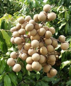 bibit tanaman buah kelengkeng diamond river unggul varietas dijamin asli dan bergaransi Lampung
