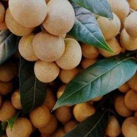 bibit tanaman buah kelengkeng diamond super Blitar