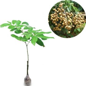 bibit tanaman buah kelengkeng itoh Tebingtinggi