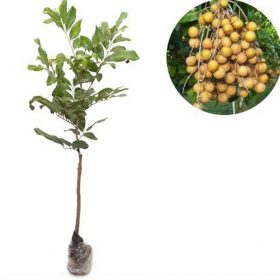 bibit tanaman buah kelengkeng kristal Padang Sidempuan