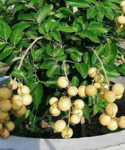 bibit tanaman buah kelengkeng matalada indukan tabulampot genjah berkualitas sangat unggul Sumatra Barat