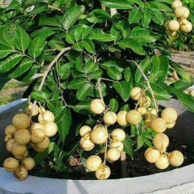 bibit tanaman buah kelengkeng matalada indukan tabulampot genjah berkualitas sangat unggul Sumatra Barat