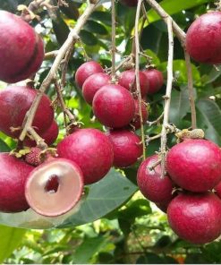 bibit tanaman buah kelengkeng merah Jawa Barat