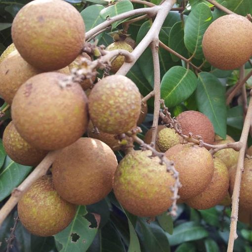 bibit tanaman buah kelengkeng pingpong Banten