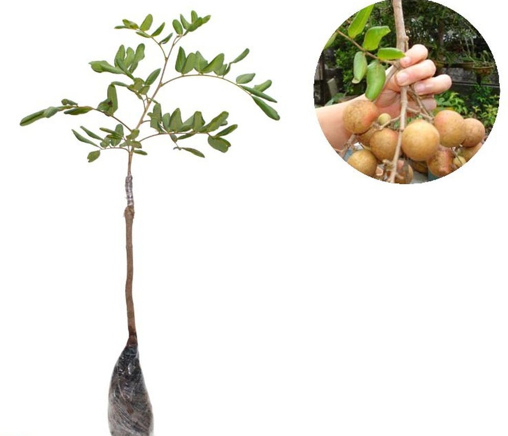 Gambar Produk bibit tanaman buah kelengkeng pingpong Jawa Tengah