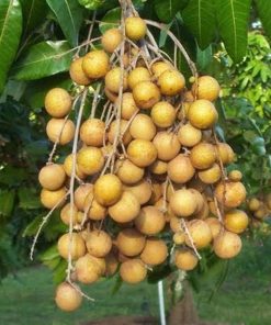 bibit tanaman buah kelengkeng pingpong Riau