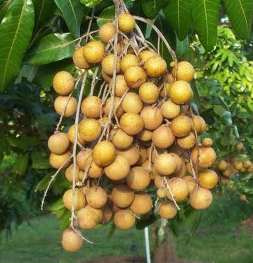 bibit tanaman buah kelengkeng pingpong Riau