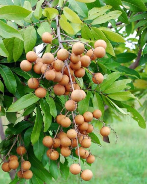 bibit tanaman buah kelengkeng puangray okulasi Sumatra Utara