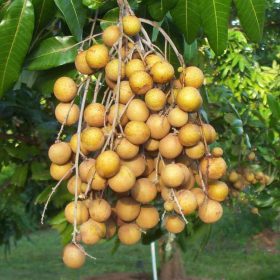 bibit tanaman buah kelengkeng puangray Pariaman