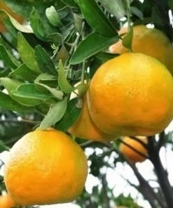 bibit tanaman buah keprok jeruk brazil 60cm Sawahlunto