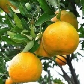 bibit tanaman buah keprok jeruk brazil 60cm Sawahlunto