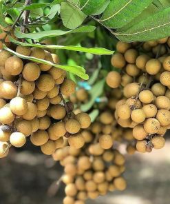 bibit tanaman buah klengkeng diamond super genjah Maluku Utara
