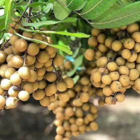 bibit tanaman buah klengkeng diamond super genjah Maluku Utara