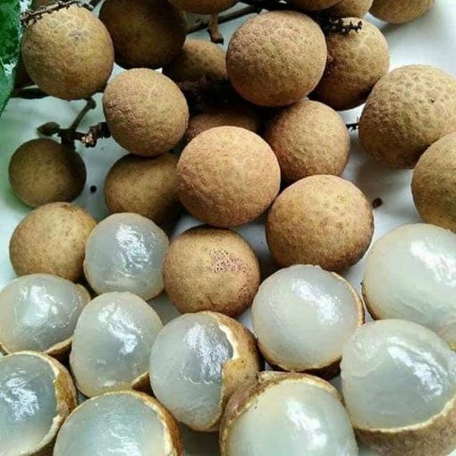 bibit tanaman buah klengkeng pingpong buah segede bola pingpong Jawa Tengah