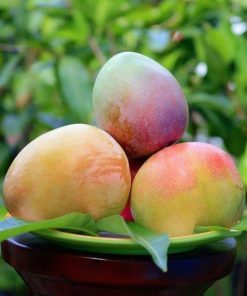 bibit tanaman buah mangga agrimania Sulawesi Selatan